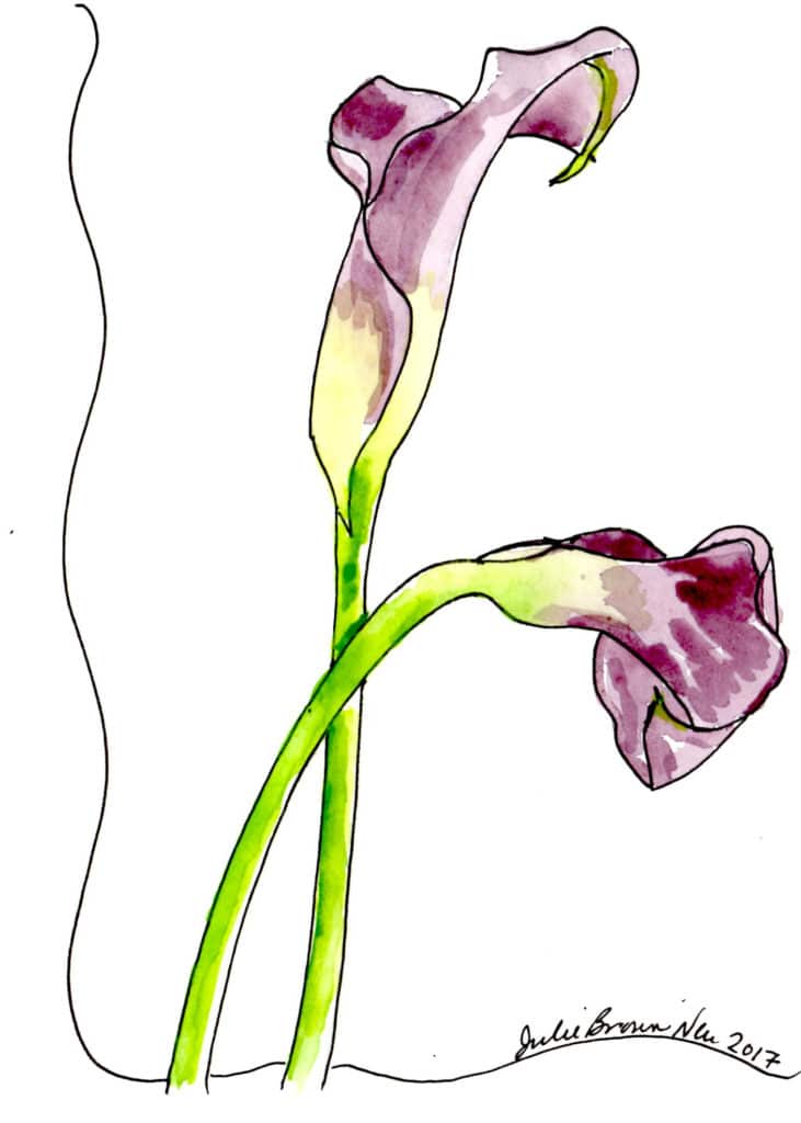Julie Neu watercolor painting of purple calla lilies