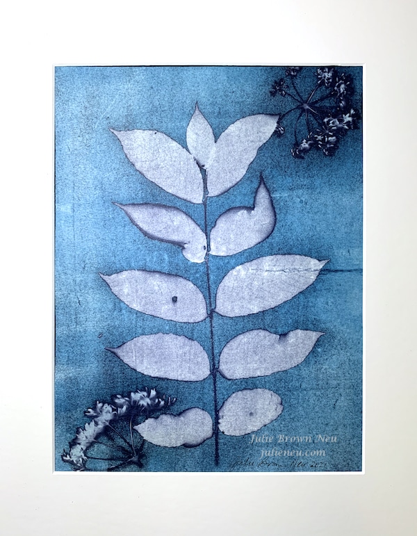 cyanotype of leaves and Queen Anne's lace blooms