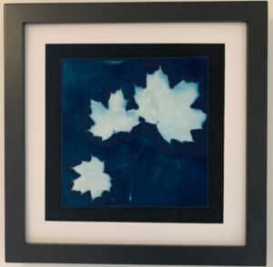 cyamotype of white maple leaves on blue background