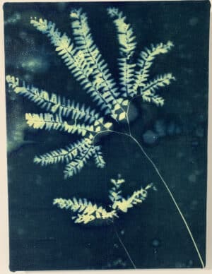 cyanotype of maidenhair fern fronds on blue background