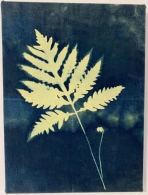 cyanotype of single fern frond on blue background