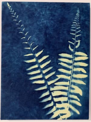 cyanotype of pair of fern fronds on blue background