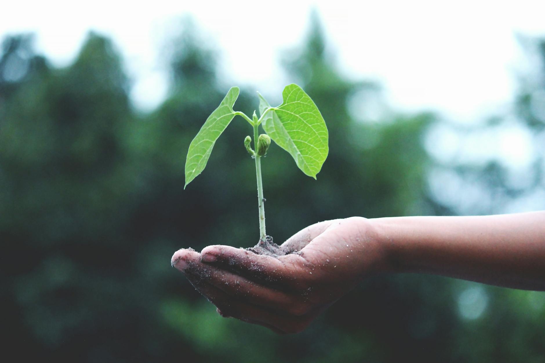 person holding a green plant